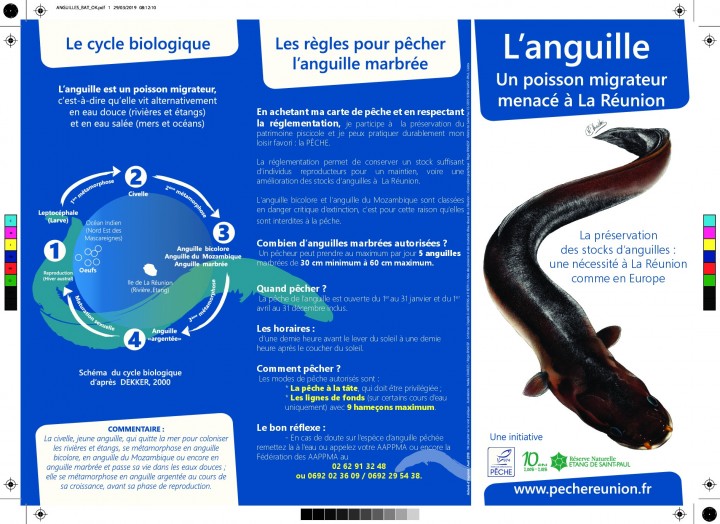 L'anguille, un poisson migrateur menacé à La Réunion