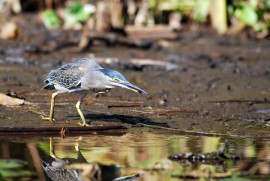 Atelier marmailles : Nos amis les oiseaux