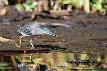 Atelier : Nos amis les oiseaux