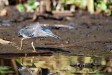 Atelier marmailles : Nos amis les oiseaux
