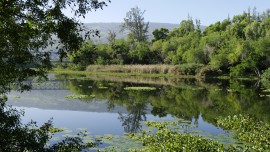 La sub-mangrove : une forêt rare et d'exception