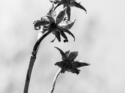 Fleur de mova (Tilipariti tiliaceum)