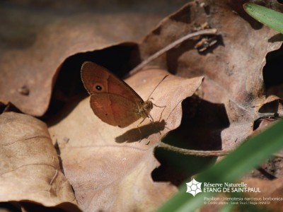 Papillon henotesia narcissus borbonica