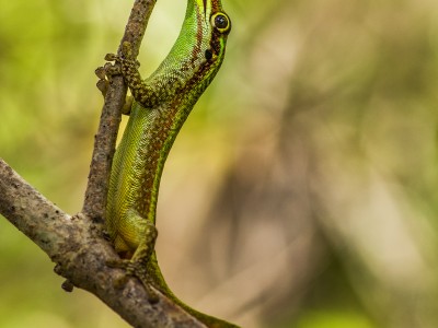 Gecko vert de Bourbon 