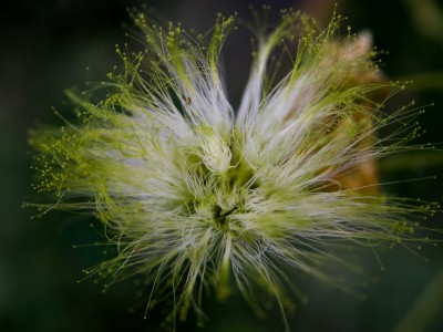 Fleur de Bois noir (Albizia Lebbeck)
